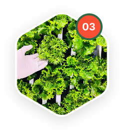 Upon pre-determined dates by our software, crops are harvested at optimum quality and freshness.  All produce is packaged inside our sealed Controlled Environment farm, ensuring freshness and highest food safety.
